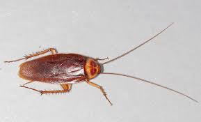 Amerikaanse kakkerlak