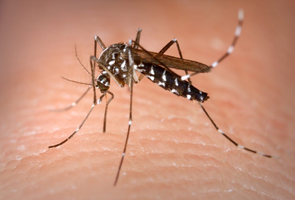 Tijgermug (Aedes albopictus)