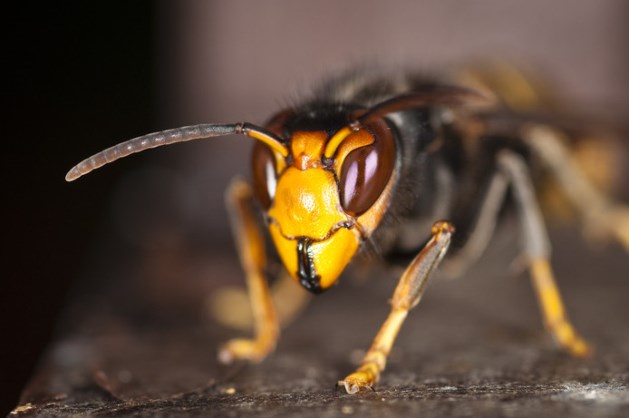 Wordt de hoornaar terecht een terrorwesp genoemd?