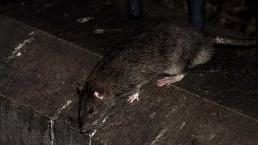 Loopt het aantal ratten in Nederland uit de hand?