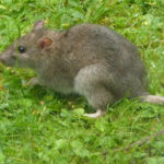 bruine rat